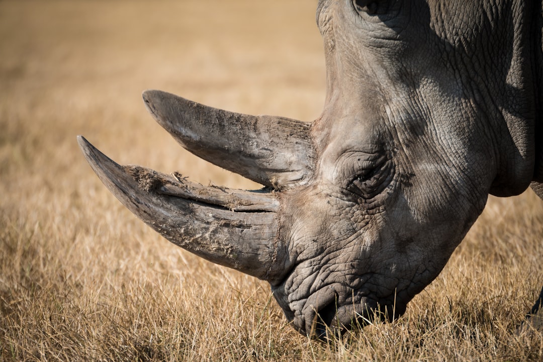 How to Treat Rhinovirus Infections